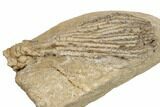 Crinoid (Abrotocrinus) Fossil - Crawfordsville, Indiana #188678-2
